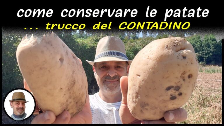 Consigli Pratici per Conservare le Patate