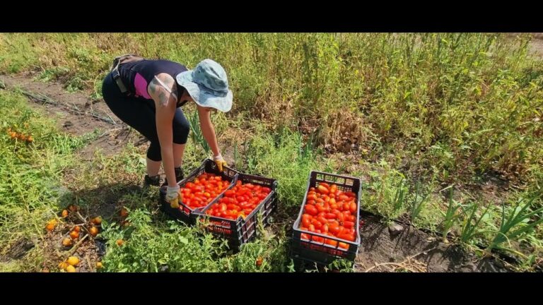 Tecniche Ottimali per la Coltivazione dei Pomodori San Marzano