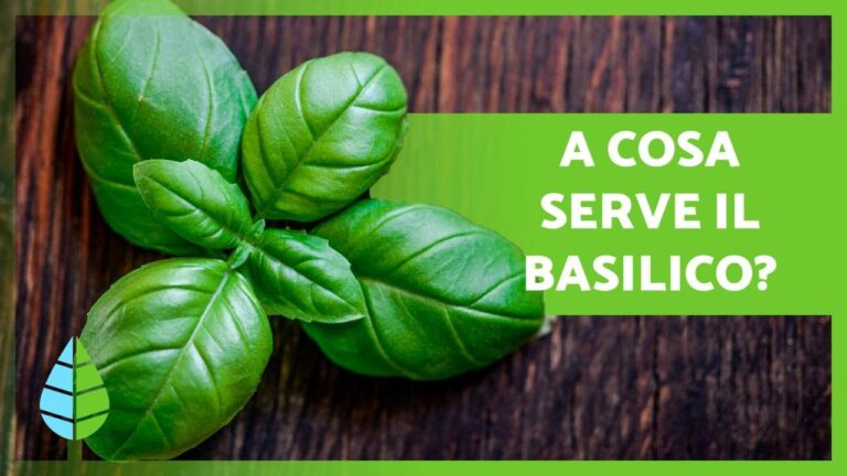 I Benefici del Basilico Fresco
