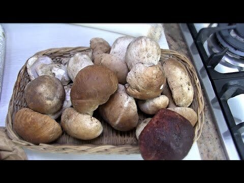 Guida all’Acquisto di Funghi Porcini Freschi Online